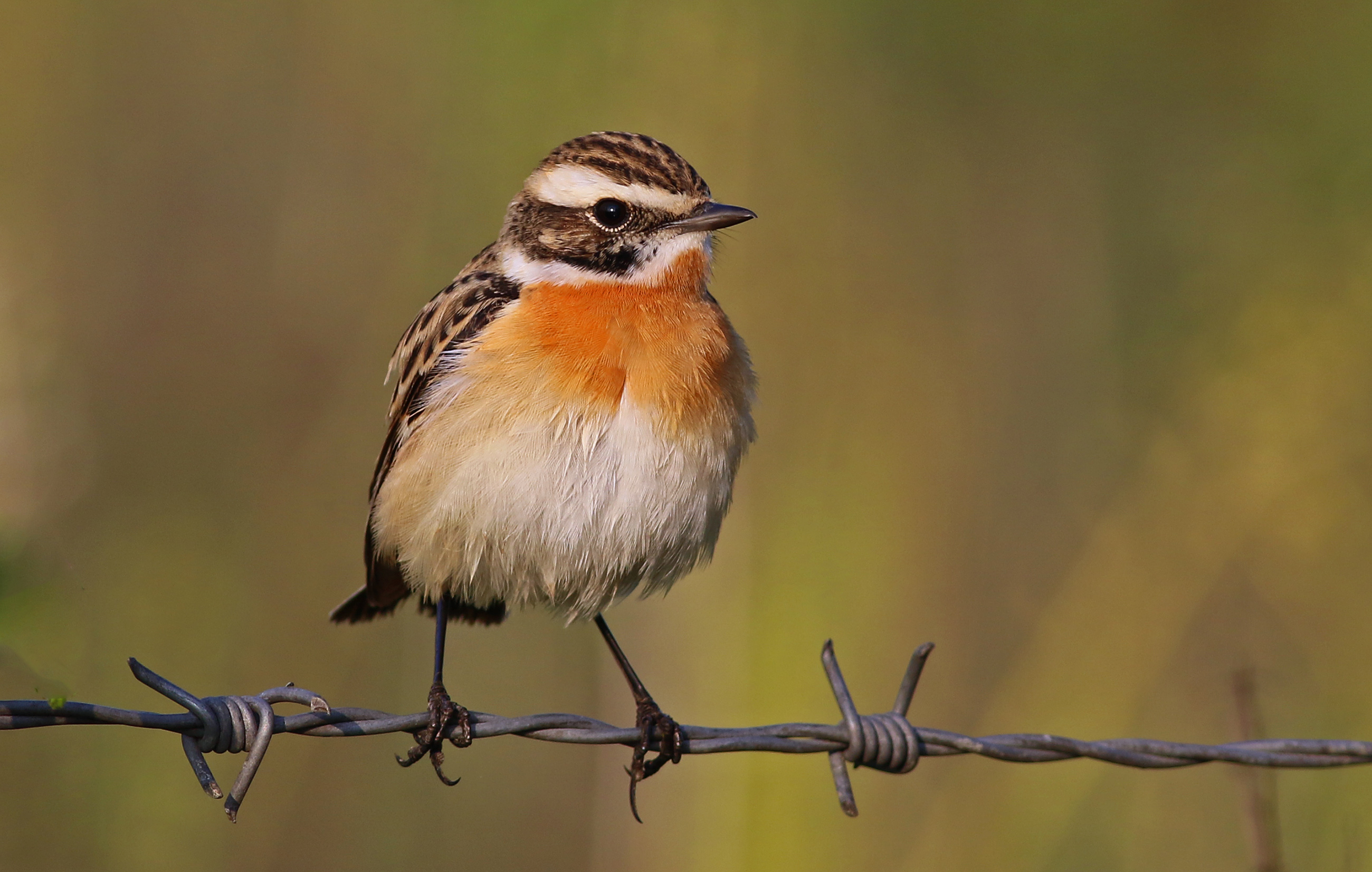 Whinchat